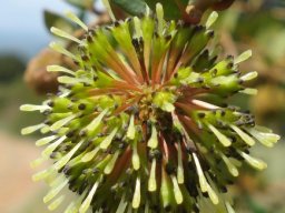 Cephalanthus natalensis inflorescence